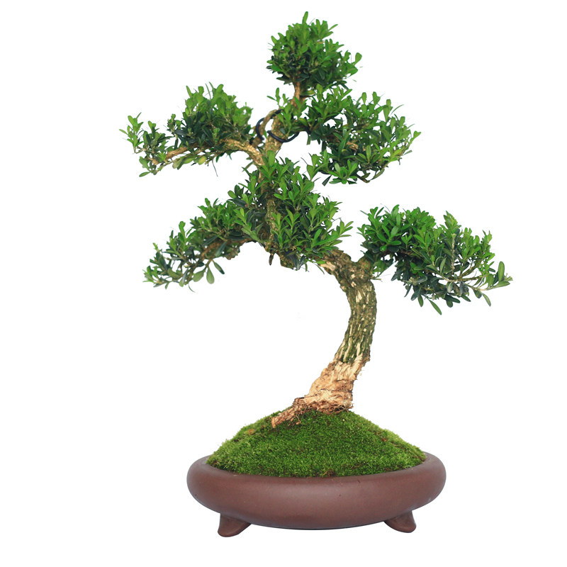 提根黄杨盆栽老桩造型盆景皱皮小叶植物庭院窗台好养绿植一物一拍