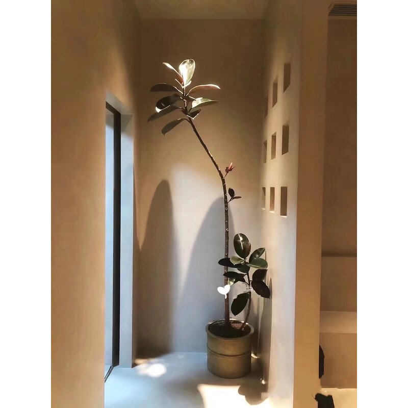 造型黑金刚橡皮树网红绿植花卉盆栽客厅阳台办公室美观净化新空