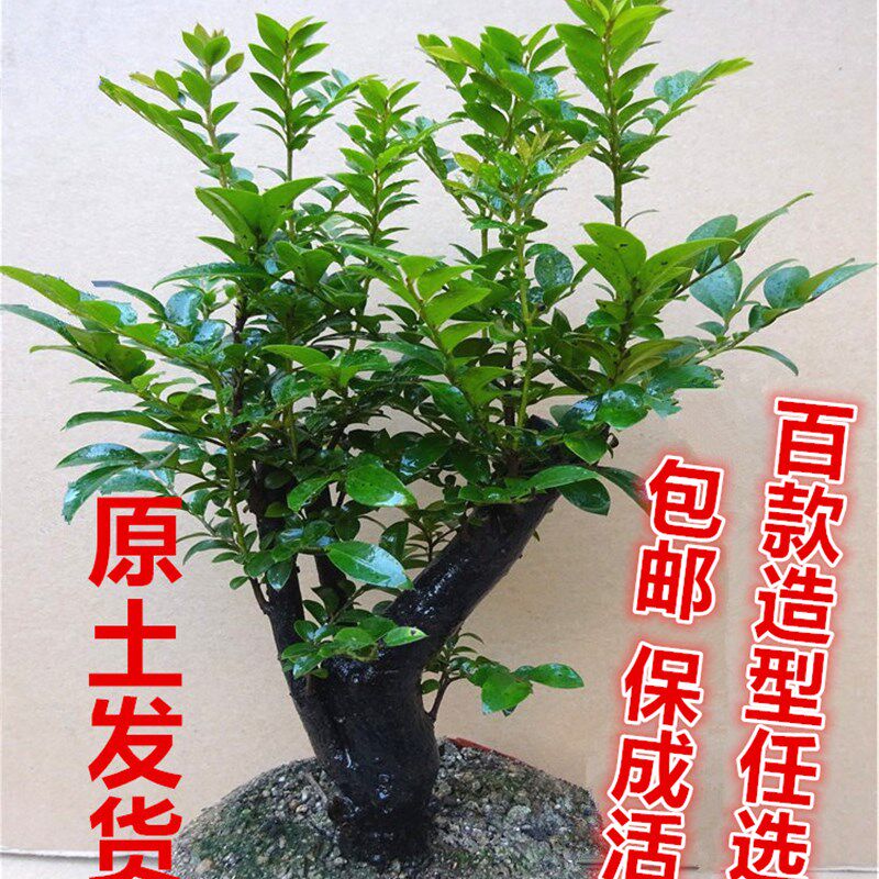 名贵小叶紫檀盆景树桩 办公桌绿植室内盆栽花卉四季青檀香木包邮