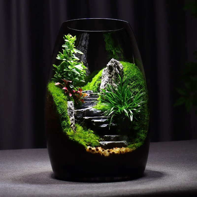 步步高升苔藓微景观生态瓶绿植盆栽创意桌面成品盆景好养鲜活送礼