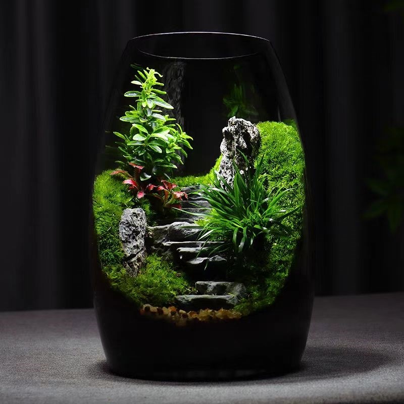 苔藓微景观生态瓶桌面造景植物创意小摆件悟空绿植玻璃养鱼生态缸