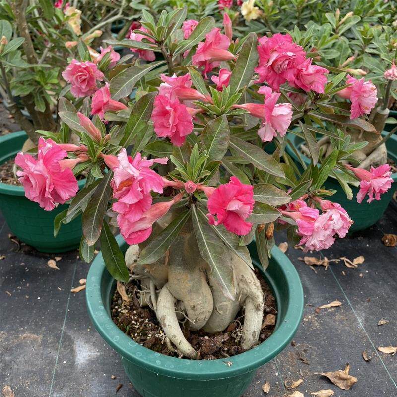 重瓣玫瑰花沙漠盆栽四季庭院植物阳台室内好养花卉绿植开花爆款