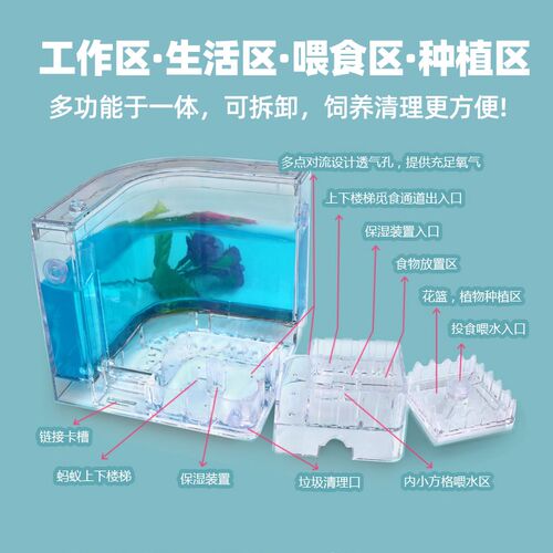 无菌蚂蚁工坊城堡学生套餐超大盒子生态箱宠物蚂蚁活体弓背蚁后