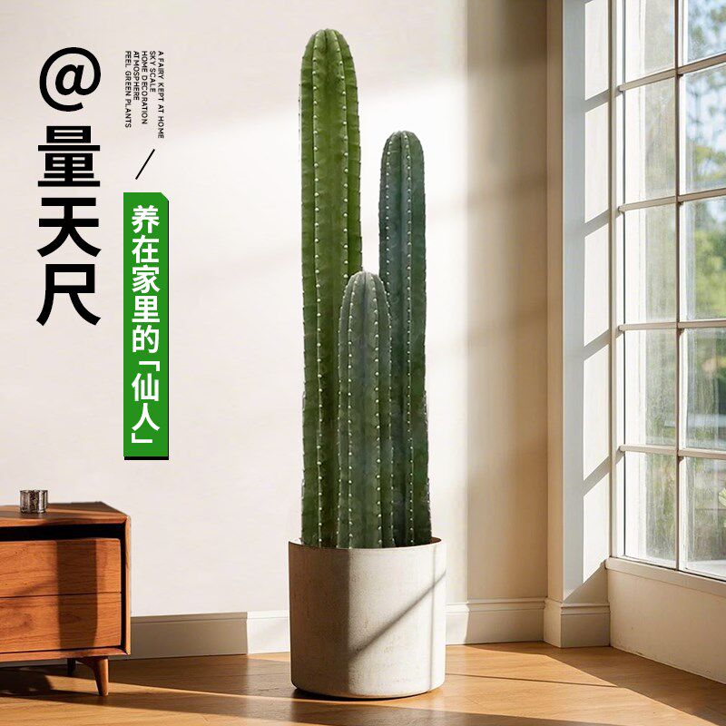 量天尺仙人柱盆栽绿植高级感客厅室内大型植物好养四季仙人掌多肉
