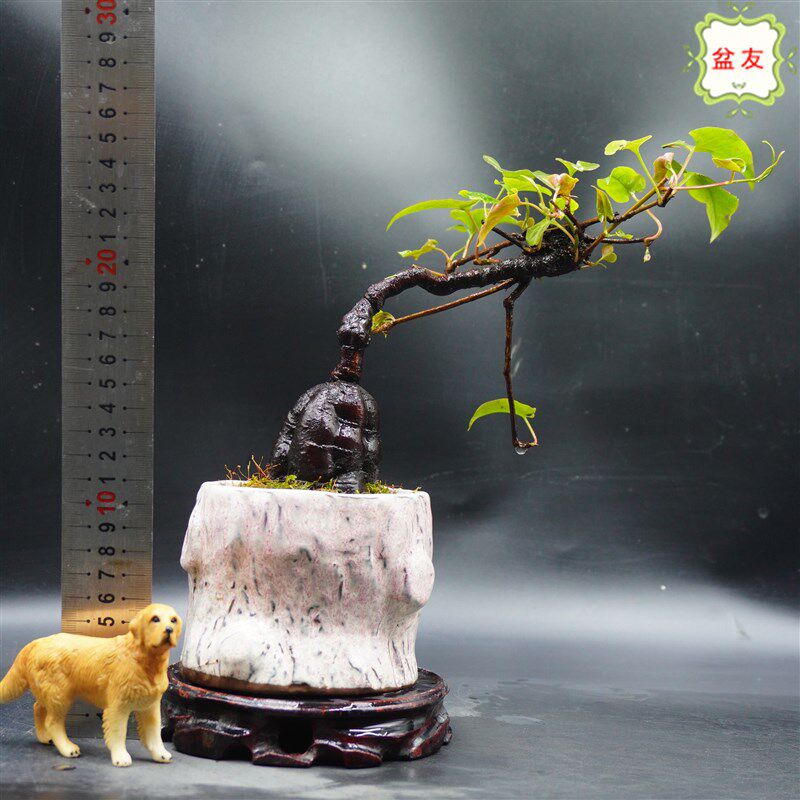 何首乌盆栽 盆景 奇异造型绿植园艺 掌上微型 植物盆栽 粗壮 实图