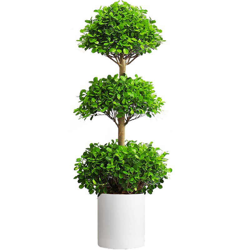 摇钱树盆栽室内庭院大型金钱榕盆景耐热绿植物乔迁送礼招财发财树