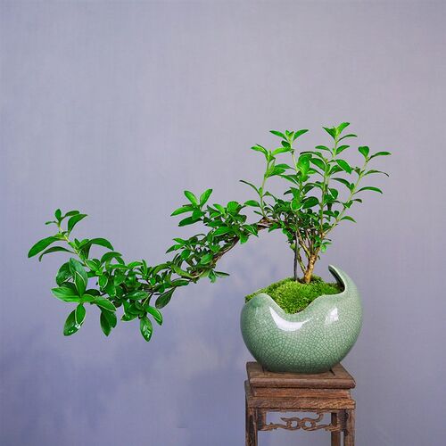 六月雪盆景悬崖红花茶桌禅意室内窗台小绿植物办公室茶几桌面盆栽