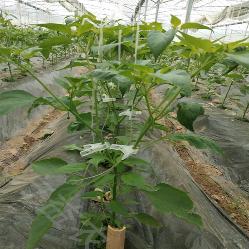 大棚番茄西红柿黄瓜夹子吊秧夹专用绑蔓夹西葫芦扶蔓蔬菜吊蔓夹子