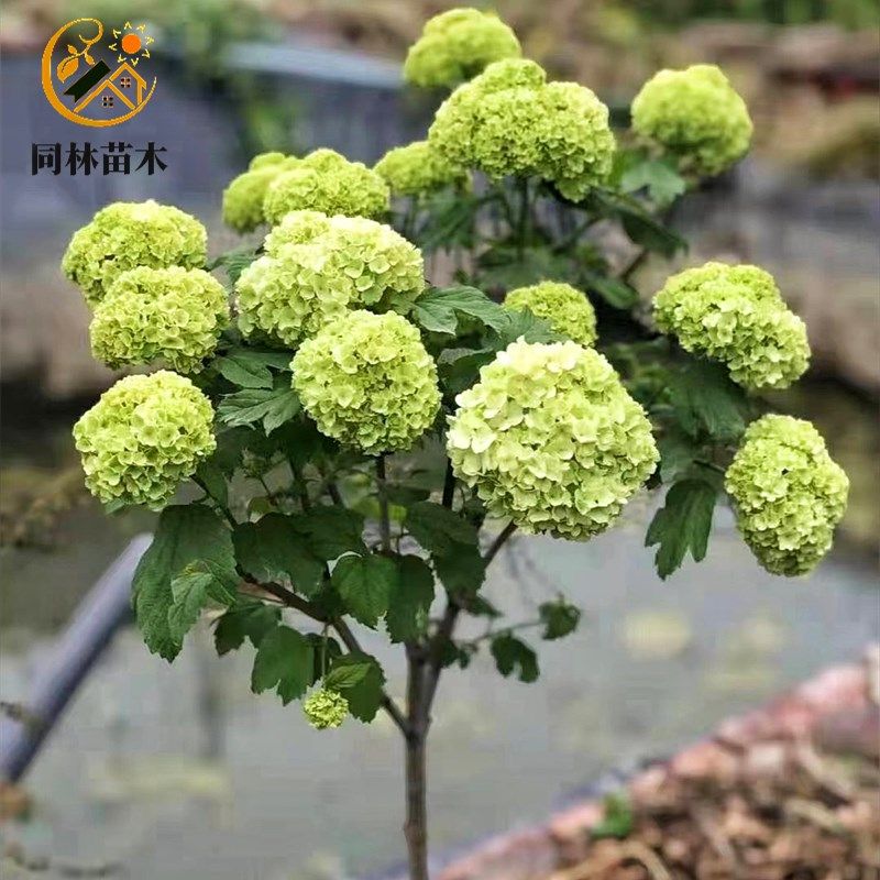 欧洲木绣球树苗玫瑰花树苗庭院花卉盆栽植物耐寒树苗木本绣球大苗