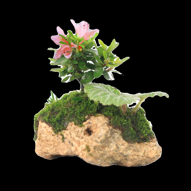 附石盆景山野草创意桌面假山水培盆栽好养杜鹃花卉绿植茶室小植物