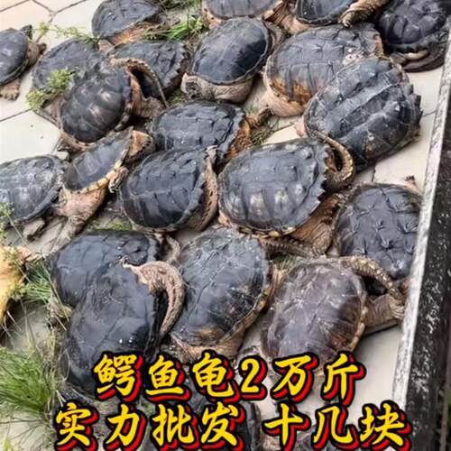 【顺丰包邮】滋补鳄鱼龟小鳄龟食用观赏鳄龟苗大乌龟吃的鳄龟