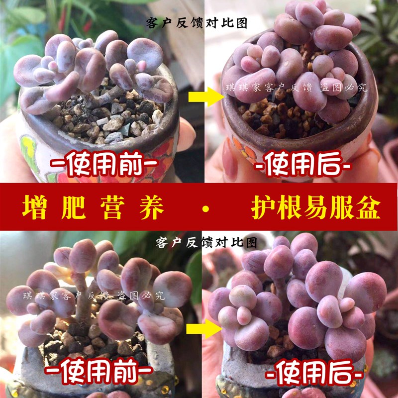 进口多肉矮胖素多肉伴侣多肉营养液多肉植物专用肥料增肥活力素
