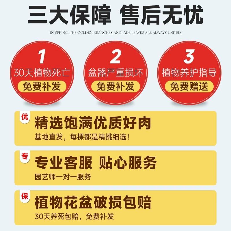 金枝玉叶盆栽室内办公室水培桌面好养活花卉老桩多肉植物造型盆景图片