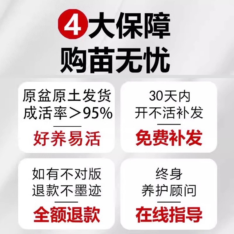 圆锥绣球香草草莓耐晒石灰灯夏日美人北极熊活力青柠花苗盆栽花卉