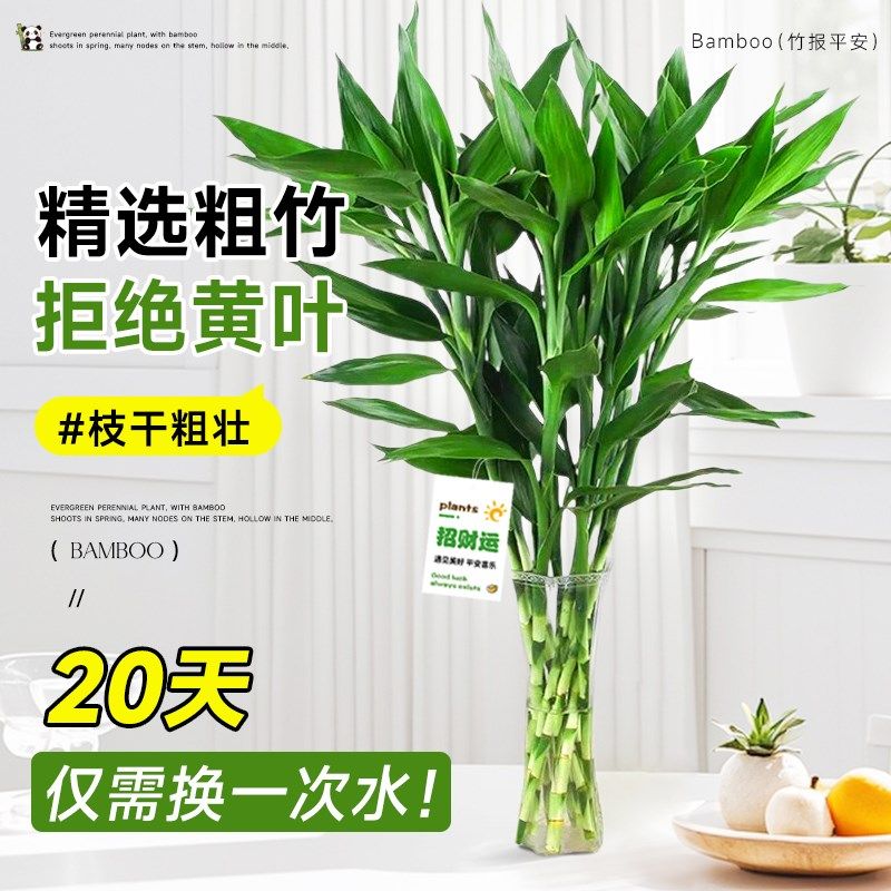 富贵竹水培植物客厅招财绿植花卉室内水竹粗杆带根转运竹水养盆栽