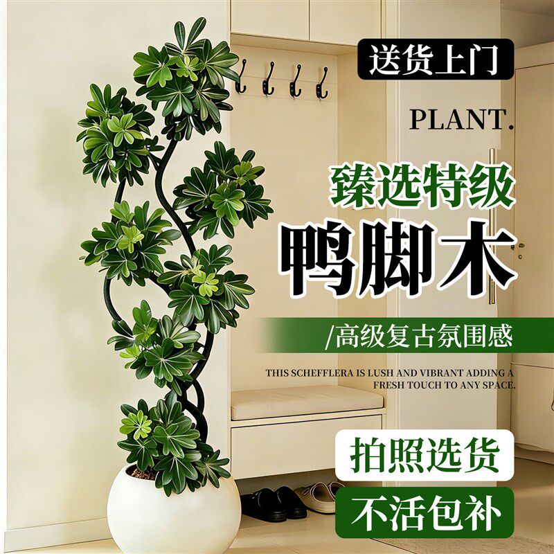 造型鸭脚木客厅大盆栽鸭掌木鹅掌柴室内落地式大型绿植物四季常青