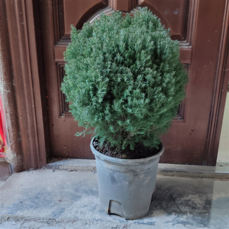 雾松盆景植物雾凇盆栽室内好养办公室桌面小绿植四季常青阳台花卉