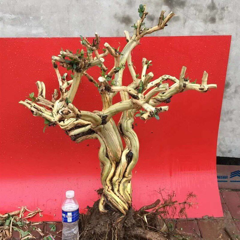 耐寒金银花老桩盆景黄白花品种能爬藤可泡茶庭院大盆栽金银花树苗