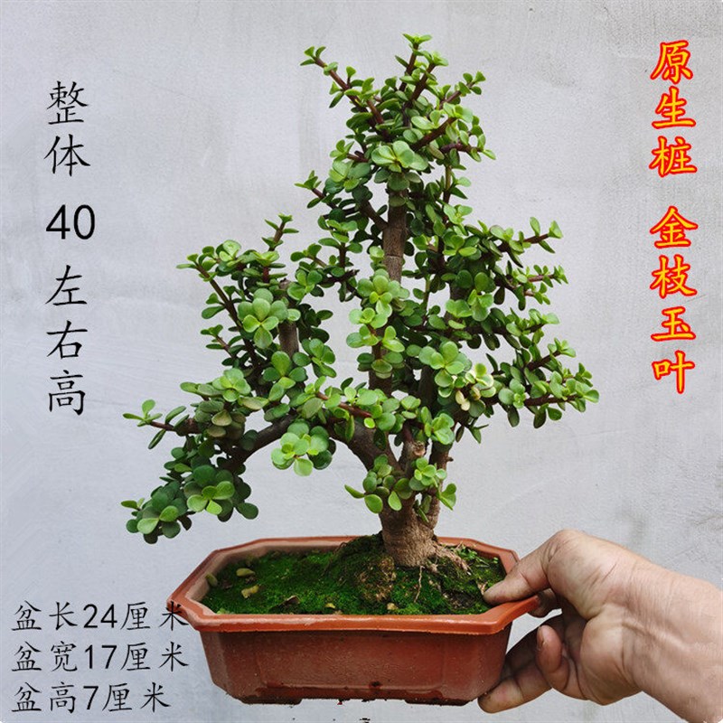金枝玉叶盆景树桩花卉盆栽室内桌面阳台观花绿植原盆一物一拍
