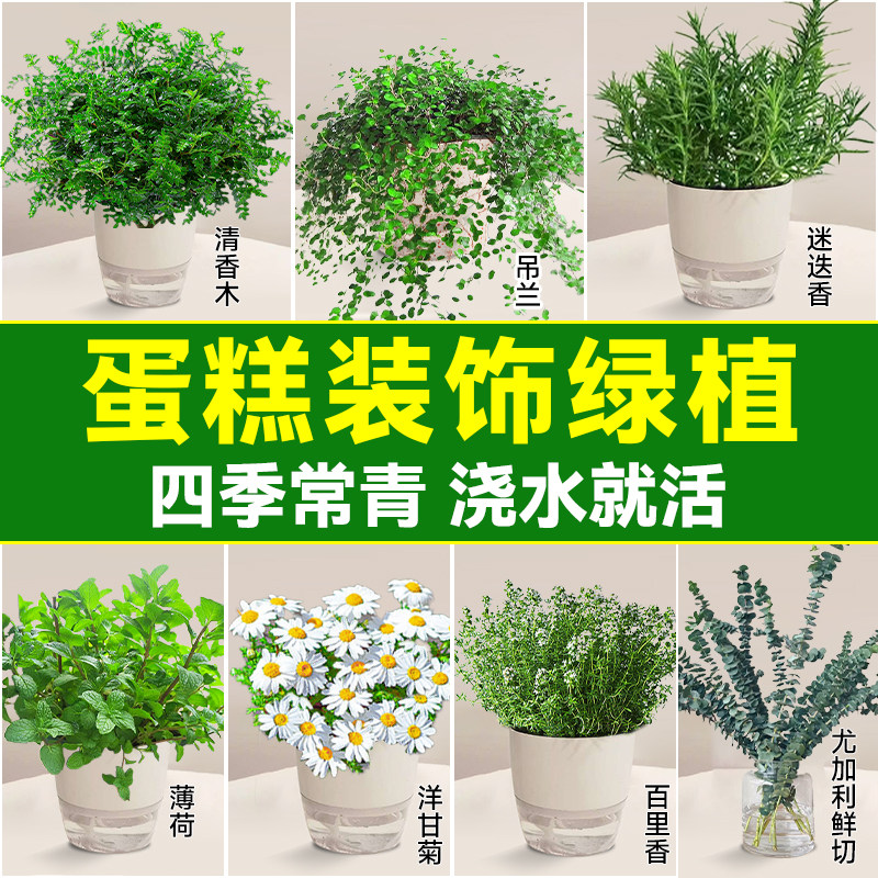 蛋糕装饰绿植盆栽千叶吊兰烘焙植物可食用清香木摆盘花草四季常青