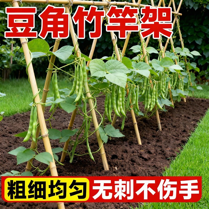 豆角架杆竹竿菜园搭架爬藤架葡萄架小竹子细竹竿篱笆栅栏彩旗杆