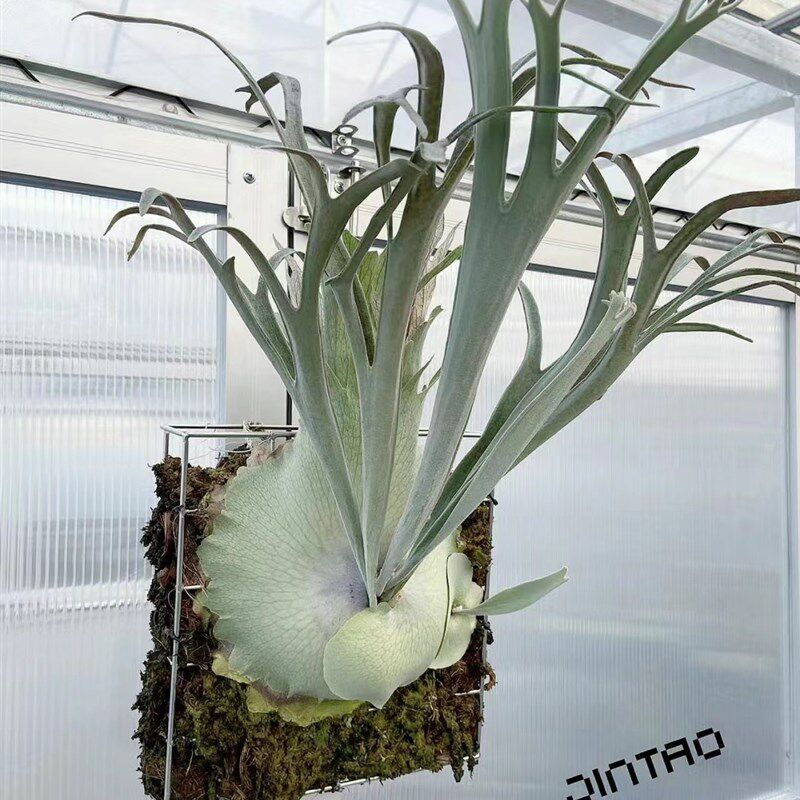 立叶银鹿鹿角蕨,银色系列,板植挂墙植物ins网红热植鹿角蕨