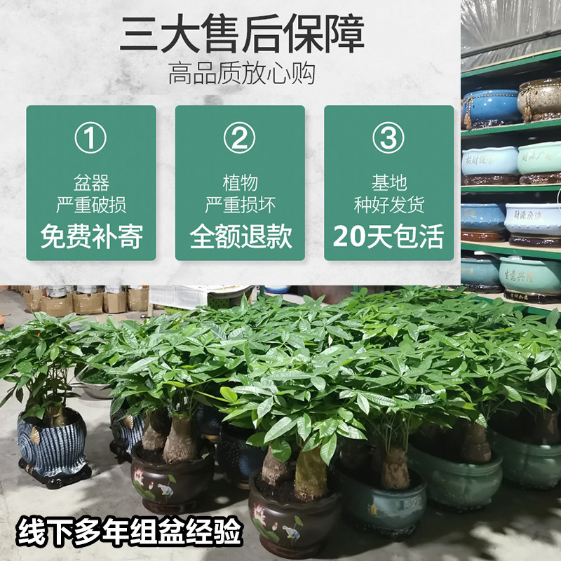 发财树盆栽植物室内招财 客厅办公室客厅开业包邮大型金钱小盆景