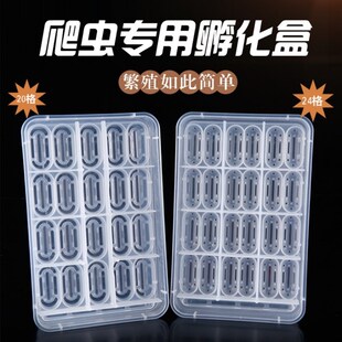爬宠孵化蛋托蜥蜴蛇爬虫陆龟乌龟孵化器睫角守宫