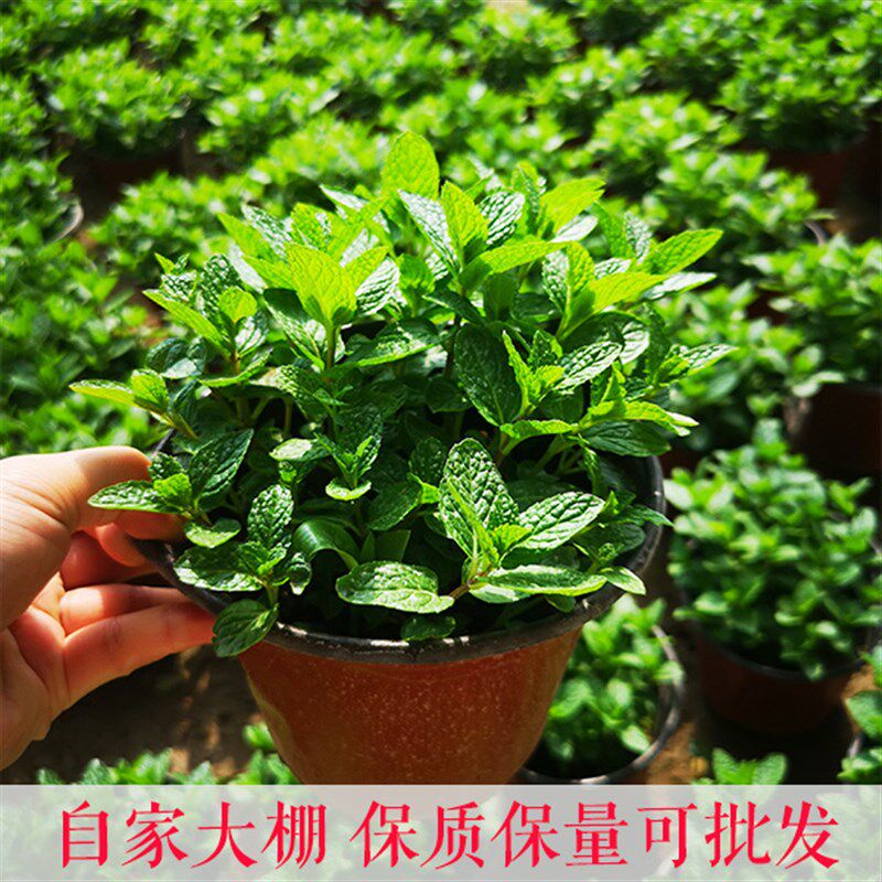 薄荷盆栽 食用香草 提神醒脑 驱蚊杀菌叶可泡茶 办公桌面小盆栽图片