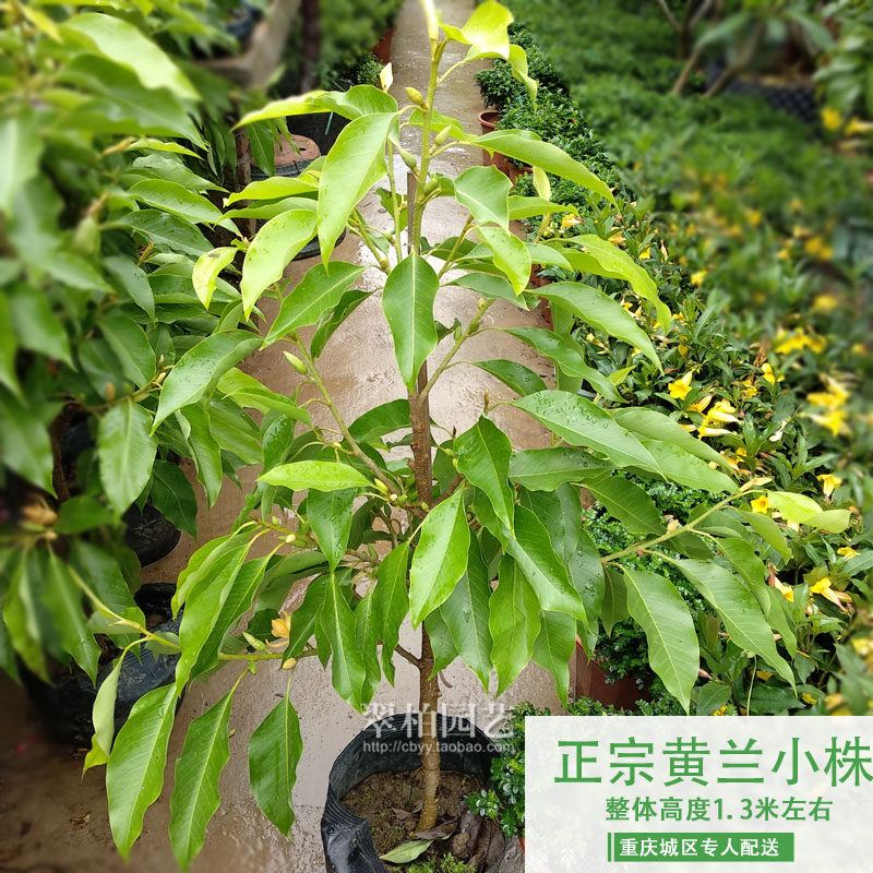 黄桷兰/黄果兰/黄角兰/白兰花树苗/绿植盆栽花卉/庭院阳台/限重庆