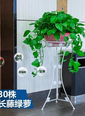 绿萝盆栽室内大盆绿植长藤绿萝特大盆花卉盆栽新房卧室植物除甲醛