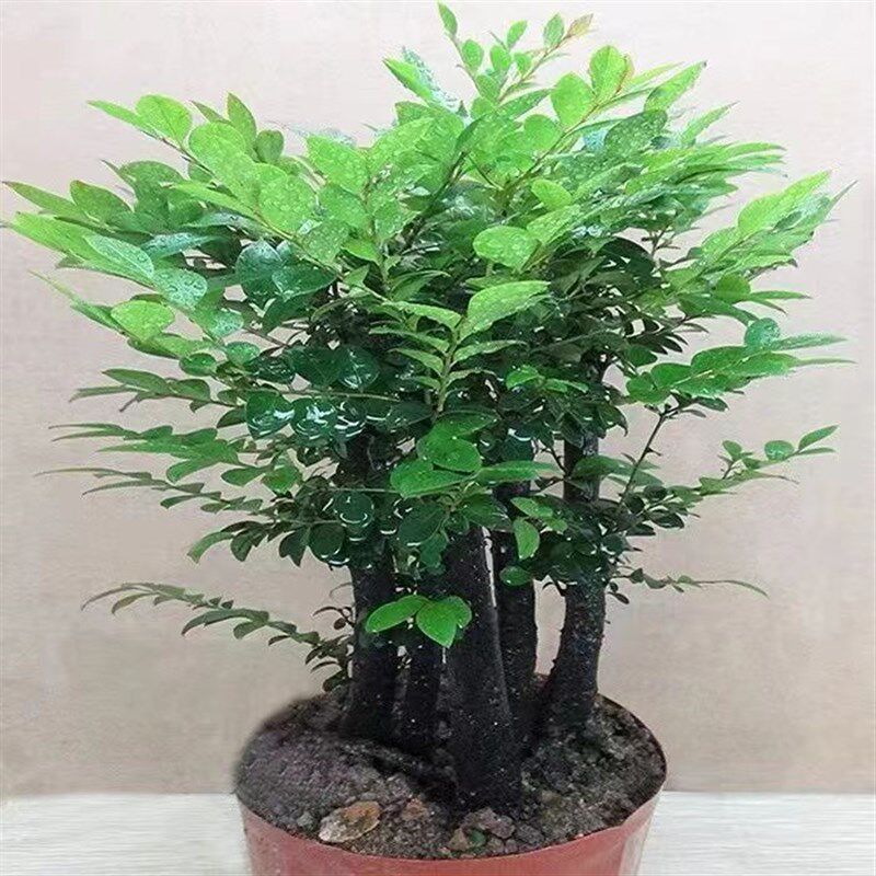小叶紫檀盆景树桩盆栽老桩丛林植物室内桌面客厅吸甲醛防辐射绿植