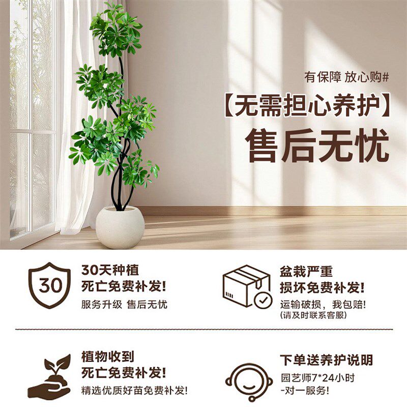 造型鸭脚木客厅大盆栽室内大型绿植高级感落地植物四季常青鸭掌木