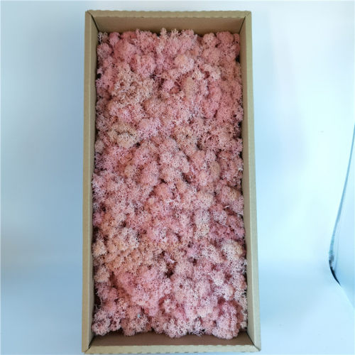 永生花花材材料包diy干花装饰墙植物墙永生苔藓盒装500克