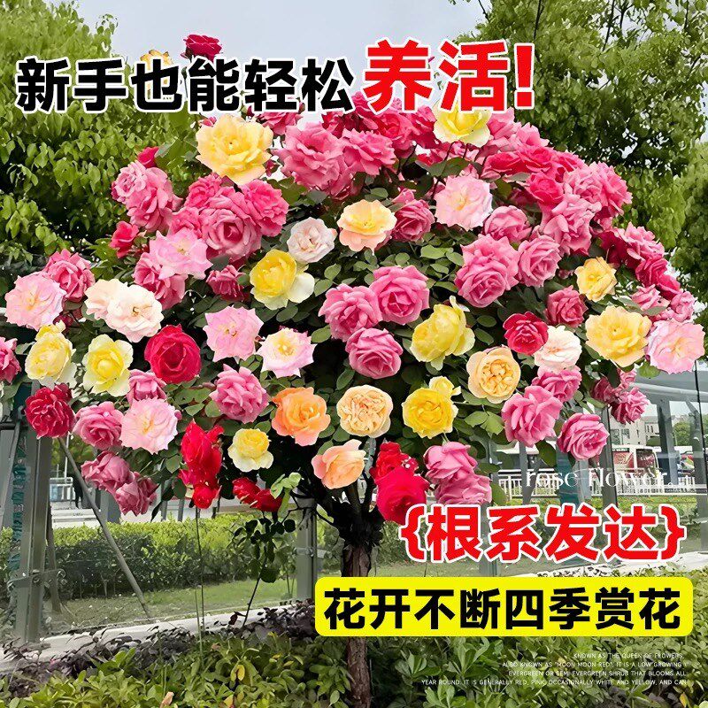 棒棒糖月季花苗四季开花老桩树桩玫瑰花盆栽果汁阳台庭院花卉绿植