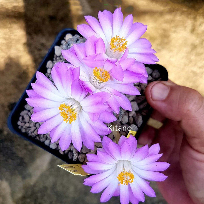 黛丝疣群仙人球 稀有品种开花粉花自根收藏仙人掌多肉植物小盆栽