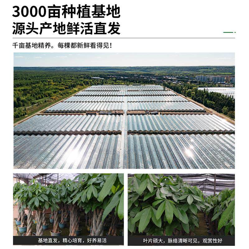辫子发财树客厅盆栽大型绿植室内招财树办公室乔迁开业落地真植物