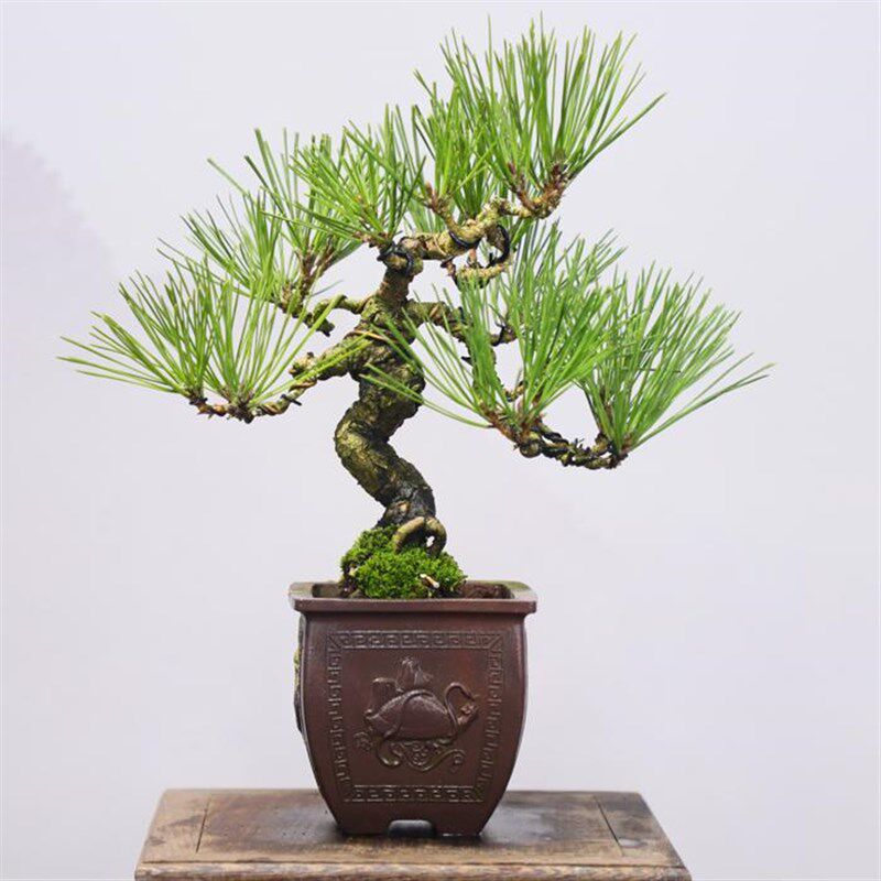 原生爆皮三河黑松小老桩盆景小型盆景绿植掌上植物茶几盆景送礼高