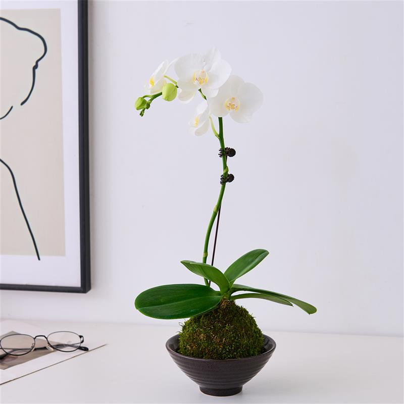白色蝴蝶兰盆栽带花苞真花客厅室内花卉苔藓球植物好养活绿植花卉