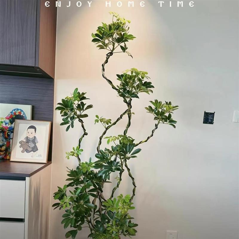造型鸭脚木盆栽室内大型绿植七叶莲八方来财净化空气好养四季常青