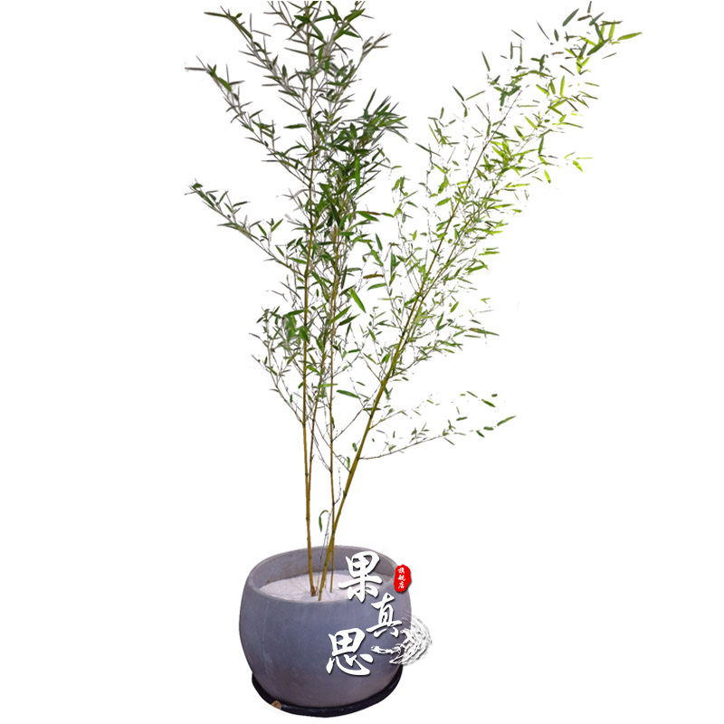庭院耐寒观赏竹子苗四季青名贵紫竹盆栽室内耐阴观叶植物