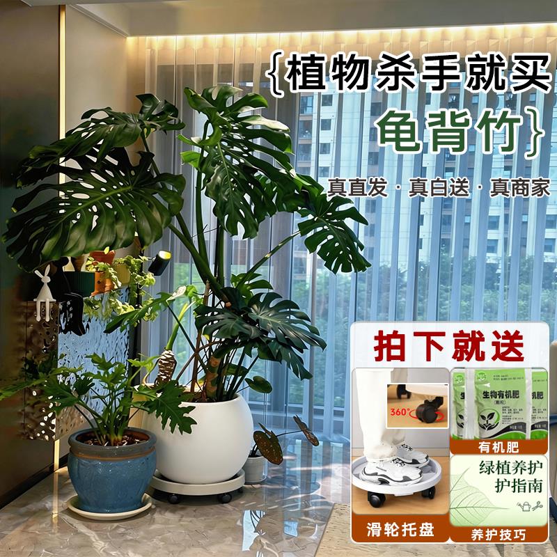 龟背竹客厅大盆栽老桩大叶开背客厅室内大型好养绿植大叶老桩植物