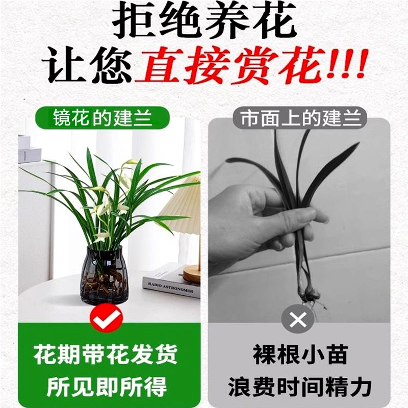 水培植物兰花盆栽建兰室内好养耐寒浓香型兰草名贵花卉夏带花托苞