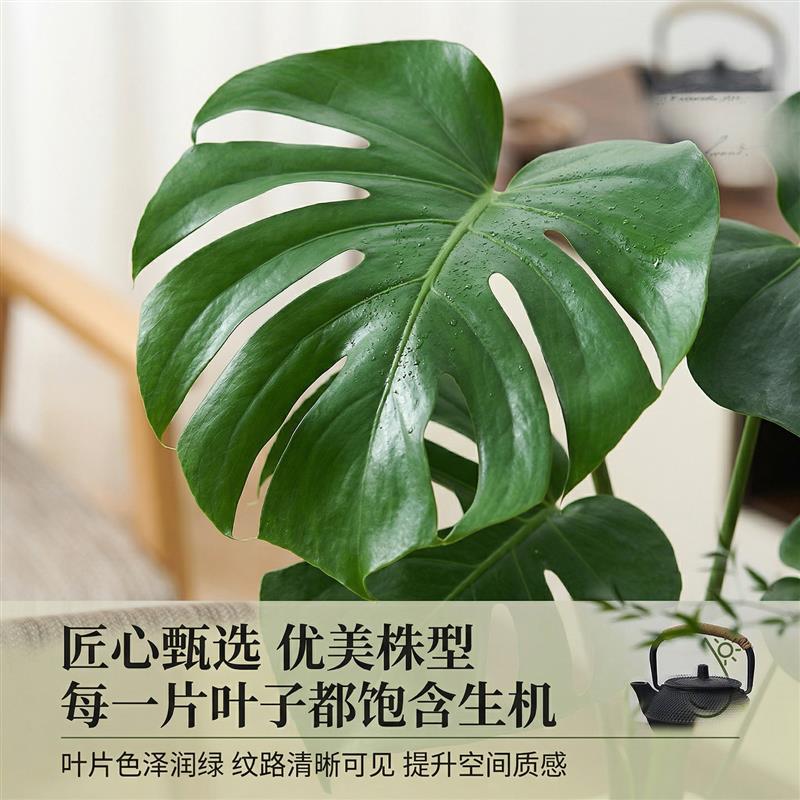 龟背竹水培盆栽桌面绿植室内净化空气适合新手小白四季常青好养活图片