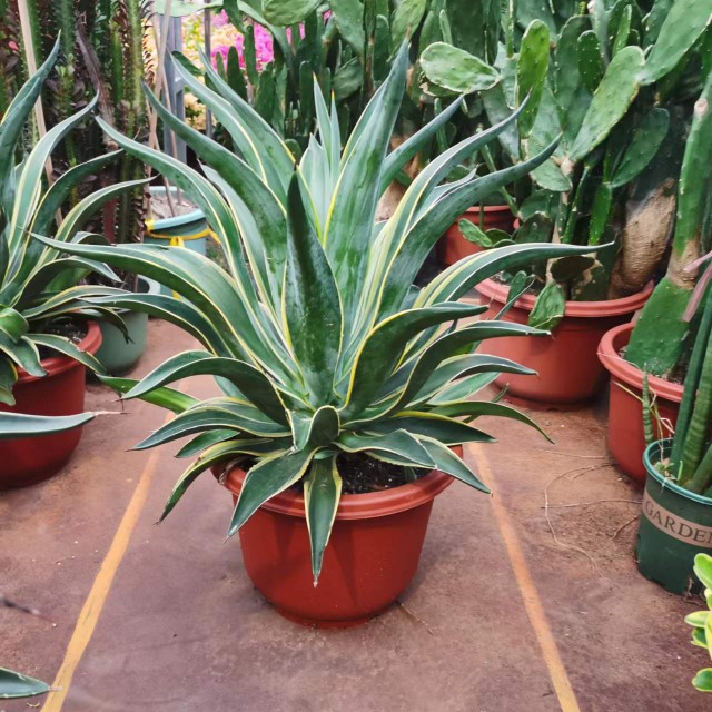 龙舌兰盆栽绿植阳台庭院多年生常绿植物凤尾兰新奇净化空气防辐射