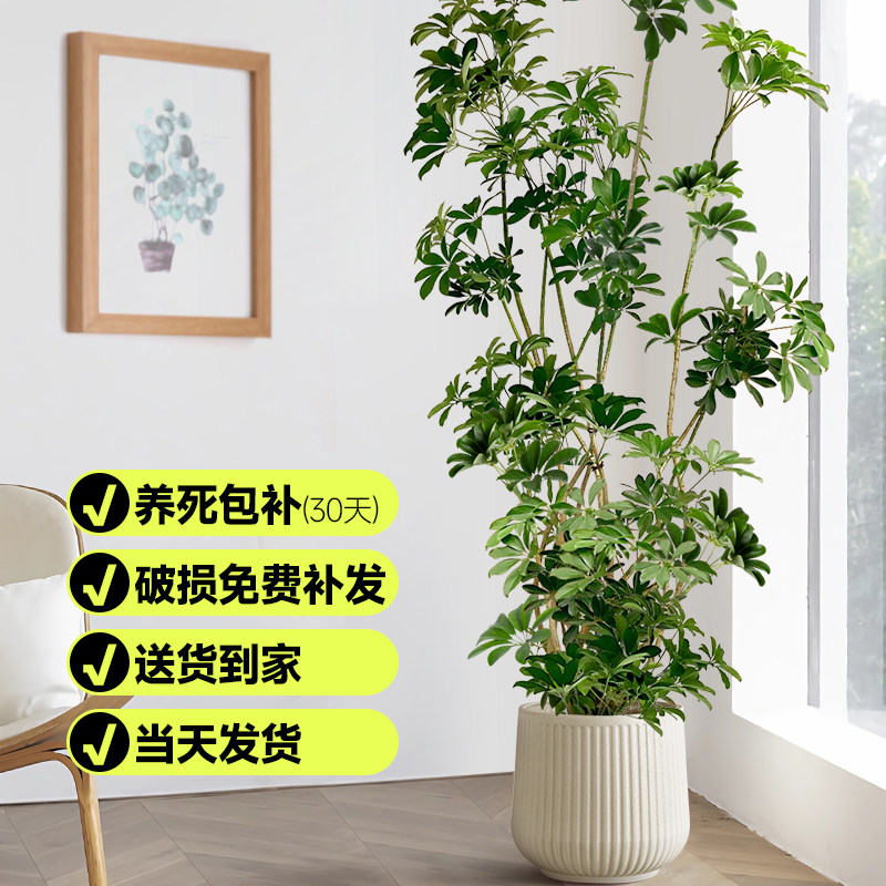 造型鸭脚木鸭掌盆栽大型绿植物造型盆景客厅办公室内盆栽净化空气
