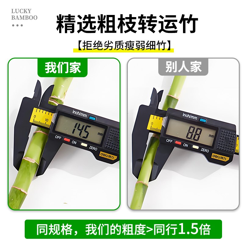 富贵竹转运竹水培植物室内桌面绿植盆栽净化空气弯竹水养带根