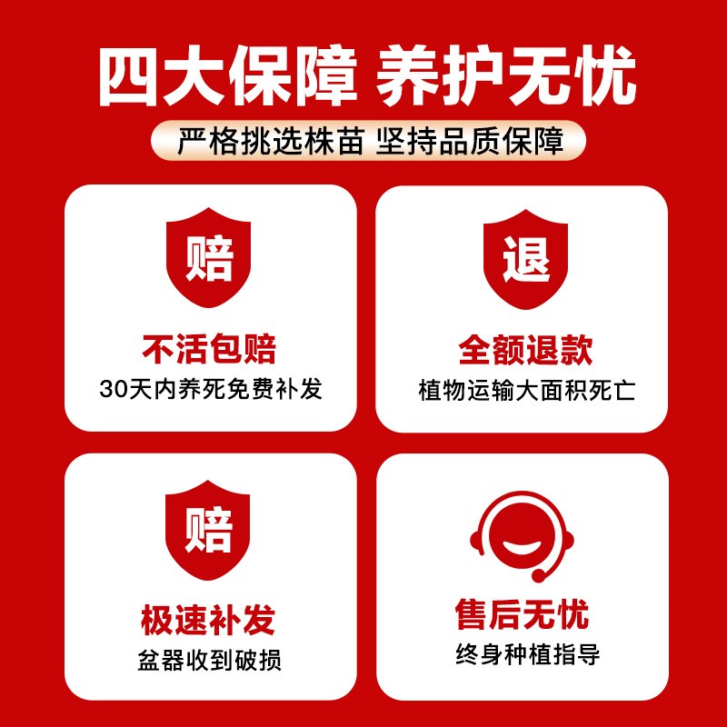 金桔树盆栽树苗可食用脆皮脆蜜橘子果树客厅四季室内沙砂糖桔带果