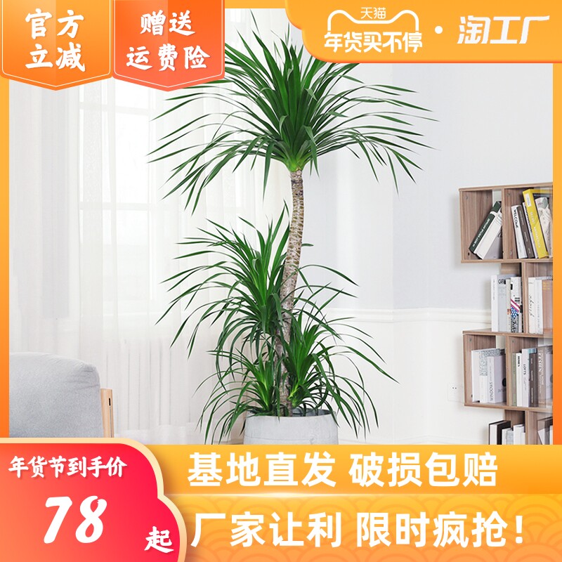 造型龙血树老桩大盆栽网红龙须树室内大型植物花卉盆景客厅绿植