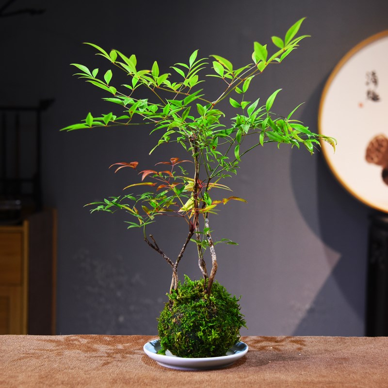 火焰南天竹苔玉球盆栽室内书房茶室办公桌面观赏组合艺术盆景礼品